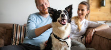 Como escolher um imóvel pet friendly (e o que isso realmente significa)